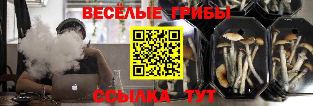 Псилоцибиновые грибы Psilocybe  Вход с VPN  Родники 